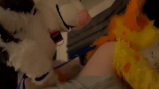 Real furry sex TFF 2018